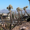 Promoting Blindness Awareness in Maricopa County, Arizona